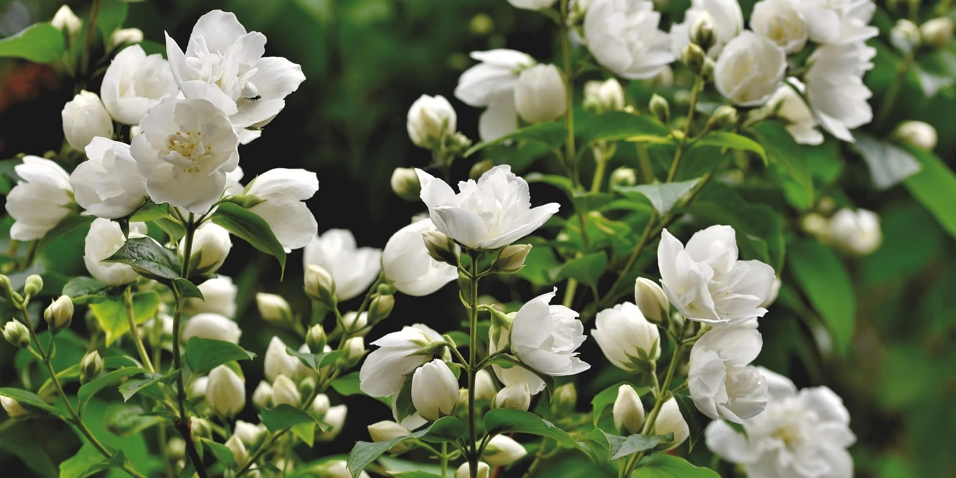 Jasmin - kwiatowe perfumi