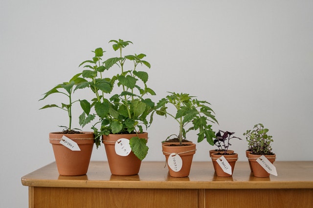Inteligentny ogród - prezent dla teściowej, która uwielbia rośliny