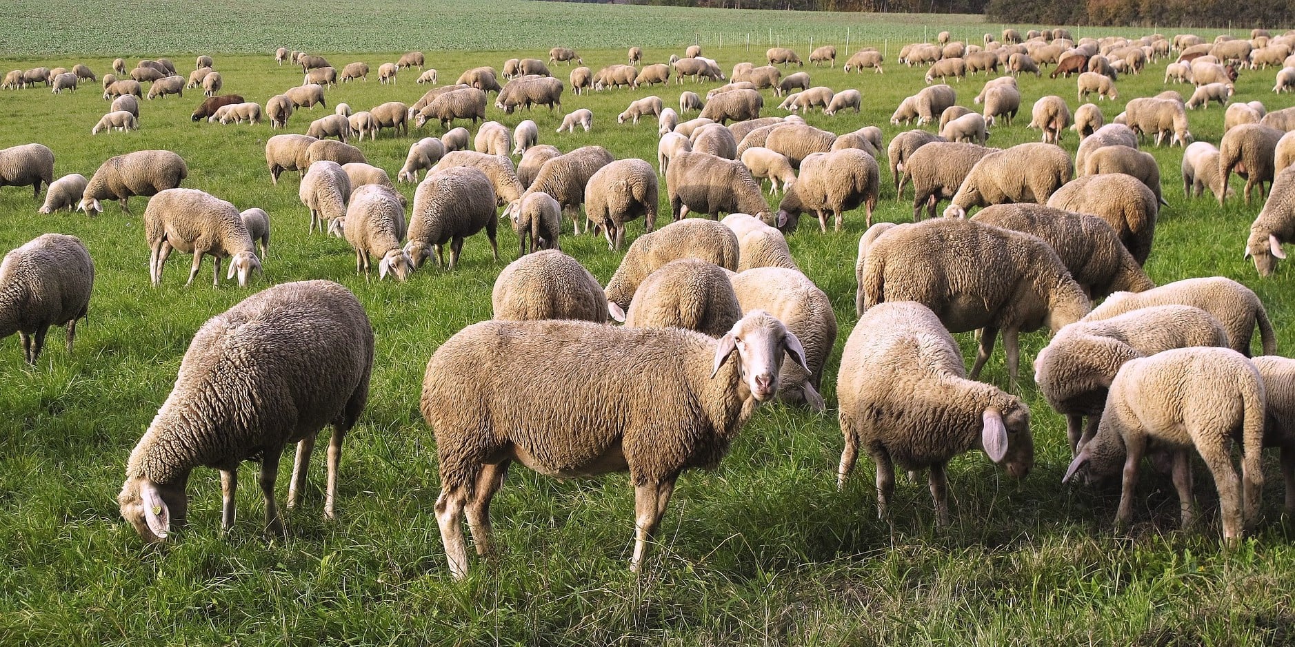 Kosiarka spalinowa - owce na trawie